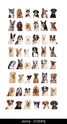 Portraits of happy dogs of different breeds, front view Stock Photo - Alamy