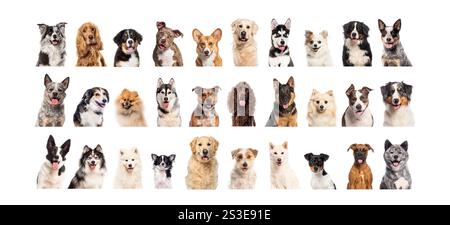 Portraits of happy dogs of different breeds, front view Stock Photo - Alamy
