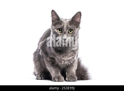 Six months old Nebelung kitten lying down and looking forward on white background Stock Photo