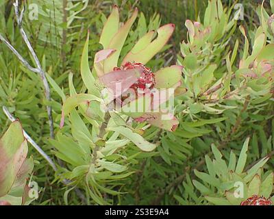 Spicy Conebush (Leucadendron tinctum) Stock Photo