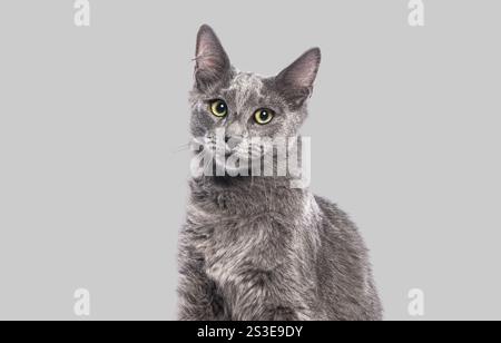 Studio portrait of a charming grey nebelung cat sitting against a seamless grey backdrop Stock Photo