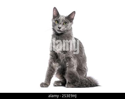 Grey Nebelung cat sitting and looking forward on white background Stock Photo