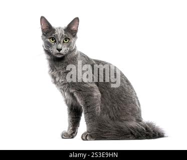 Beautiful gray nebelung cat with bright yellow eyes is sitting and looking forward on a white background Stock Photo