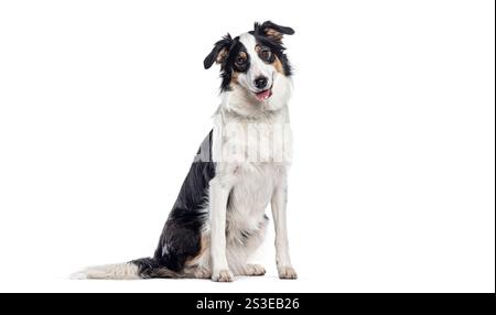 Border collie sitting and panting, isolated on white background Stock Photo