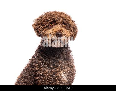 Brown spanish water dog sitting and looking up, isolated on white background Stock Photo
