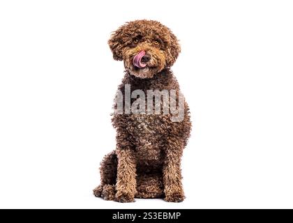 Spanish water dog licking its nose while sitting on white background Stock Photo