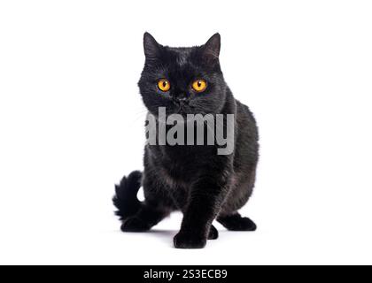 Curious british shorthair cat with intense orange eyes walking on white background Stock Photo