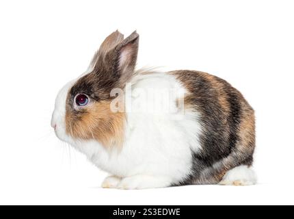 Adorable tricolor rabbit sitting and looking attentively to the side, isolated on a white background, capturing its gentle nature Stock Photo