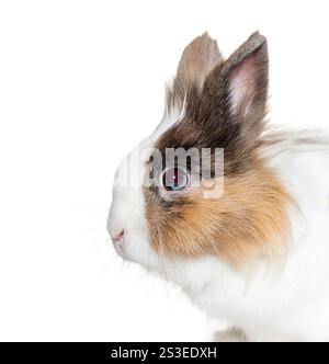 Close up profile of adorable brown and white rabbit showing its fluffy fur and long ears Stock Photo