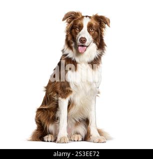 Border collie panting and sitting on white background Stock Photo