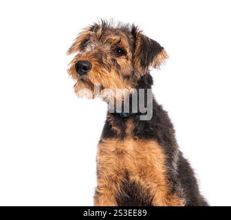 Adorable airedale terrier puppy wearing a collar and looking up with a curious expression, isolated on white Stock Photo