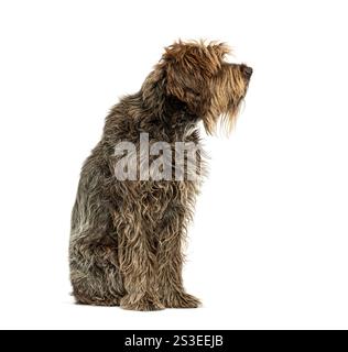 Side view of a sitting Korthals griffon looking away, isolated on white Stock Photo