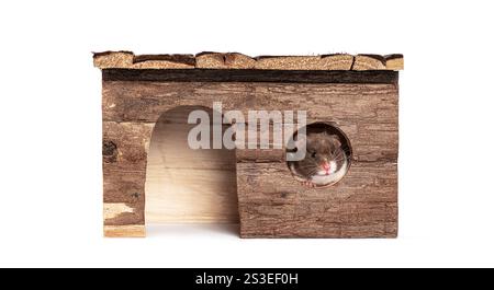 Adorable hamster peeking out of its wooden house, creating a charming scene of pet life Stock Photo