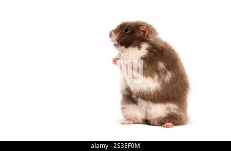 Brown and white hamster standing on hind legs, looking up on a white background Stock Photo