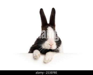 Black and White Rabbit Hiding in Bushes Stock Photo - Alamy