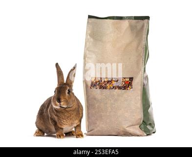 Rex rabbit sitting next to a large bag of rabbit food, isolated on white Stock Photo