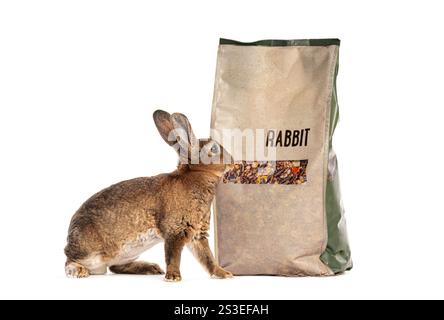 Rex rabbit discovering and sniffing a large bag of dry rabbit food, isolated on white Stock Photo