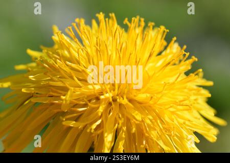 Closeup on bright yellow dandelion Taraxacum vulgare flowering in a meadow Stock Photo
