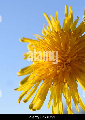 Closeup on bright yellow dandelion Taraxacum vulgare on blue sky background Stock Photo