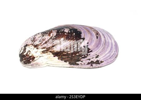 Shell from northern horsemussel Modiolus modiolus isolated on white background Stock Photo