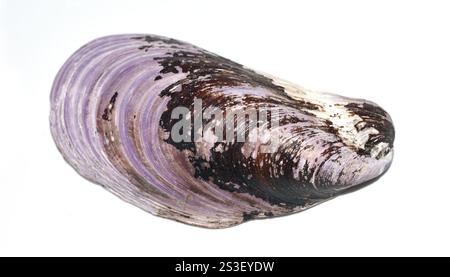 Shell from northern horsemussel Modiolus modiolus isolated on white ...
