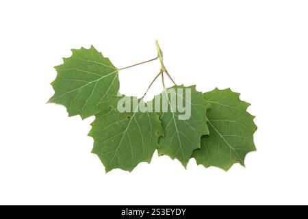 Populus grandidentata bigtooth aspen leaves on white background Stock Photo
