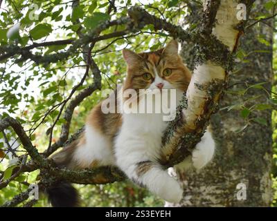 Closeup on tricolor siberian longhair cat outdoor climbing tree Stock Photo
