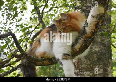 Closeup on tricolor siberian longhair cat outdoor climbing tree Stock Photo