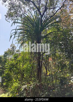 Himalayan screw-pine (Pandanus furcatus) Stock Photo