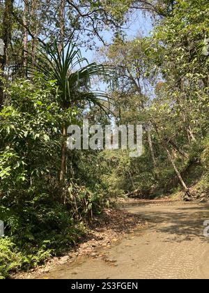 Himalayan screw-pine (Pandanus furcatus) Stock Photo