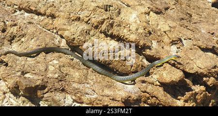 common tree snake, Dendrelaphis punctulatus, aka green tree snake ...