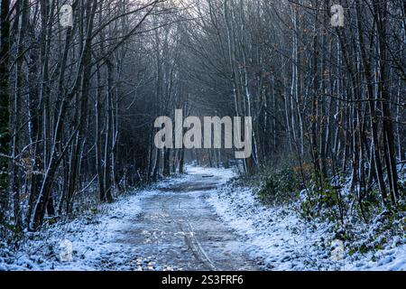 A pathway through a snowy wood in Sussex Stock Photo