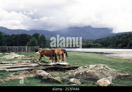 Herd of horses grazes freely outside in a field next to a river Stock Photo