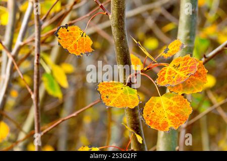Silver Birch (betula pendula), close up of several leaves of the tree during the autumn, in the process of changing colour from green to yellow. Stock Photo