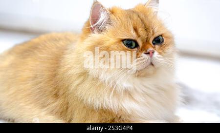 Side Profile of A Queenly British Longhair Stock Photo