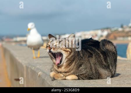 Tabby cat lying down with mouth open yawning, outdoors in the sun with a seagull behind. Stock Photo