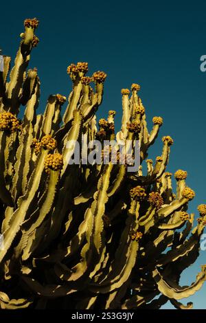 Vintage-style photo of a cactus under a bright blue sky, showcasing a grainy texture and a retro desert aesthetic. Stock Photo