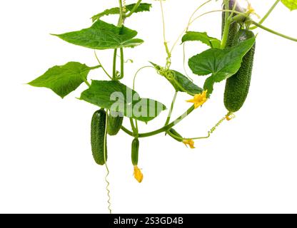 Cucumber plant. Cucumber with leafs and flowers isolated on white background. Growing cucumber plant  in the garden. Stock Photo
