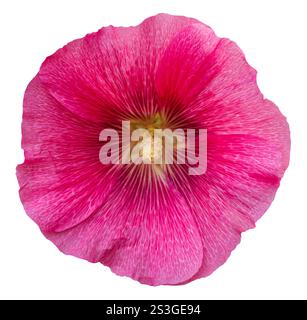 Pink Alcea Rosea, common hollyhock flower isolated on white background with clipping path. Hibiscus flower, pink rose Marshmallow flower isolated on w Stock Photo