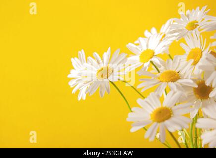 White Chamomile flowers on yellow background. Concept Hello spring or summer Template for design, greeting card, invitation, postcard with Copy space. Stock Photo
