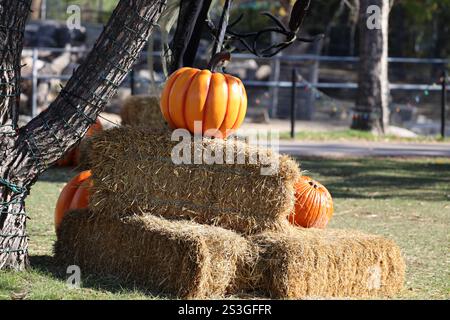 Halloween display of hay bales and pumpkins Stock Photo