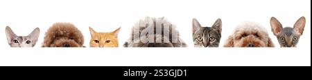 Adorable cats and dogs peeking out from banner on white background Stock Photo