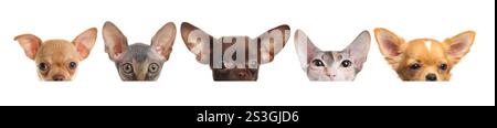 Adorable cats and dogs peeking out from banner on white background Stock Photo