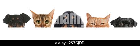 Adorable cats and dogs peeking out from banner on white background Stock Photo