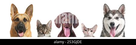 Adorable cats and dogs peeking out from banner on white background Stock Photo