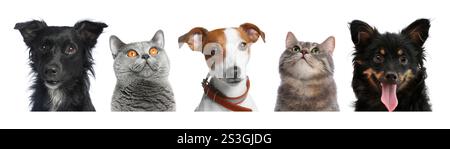 Adorable cats and dogs peeking out from banner on white background Stock Photo