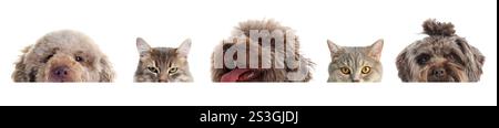 Adorable cats and dogs peeking out from banner on white background Stock Photo
