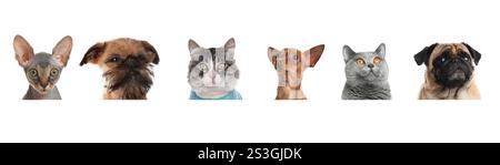 Adorable cats and dogs peeking out from banner on white background Stock Photo