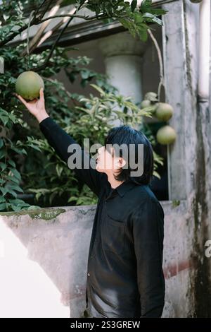 Young man harvesting a ripe pomelo from a tree in a backyard garden. Stock Photo