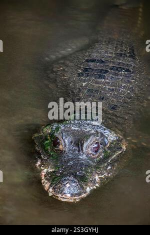 The closeup image of Chinese alligator (Alligator sinensis). A critically endangered crocodile endemic to China.  Dark gray or black in color Stock Photo